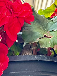 Bird in Flower Pot